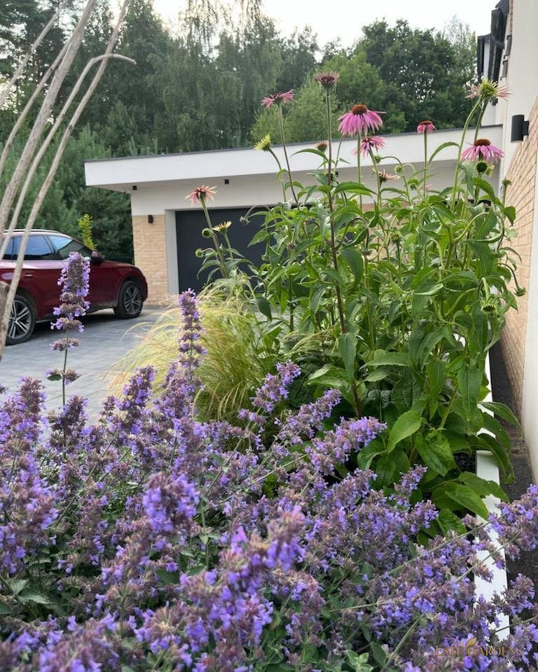 Rabata z kocimiętką przy podjeździe – minimalistyczny ogród w Gdańsku (1200 m²)